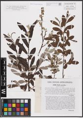 Foto von Salix aurita L. x Salix eleagnos Scop.